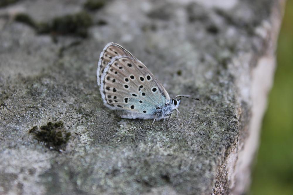 Azuré du Serpolet (L'), Azuré d'Arion (L'), Argus Phengaris arion (Linnaeus, 1758)