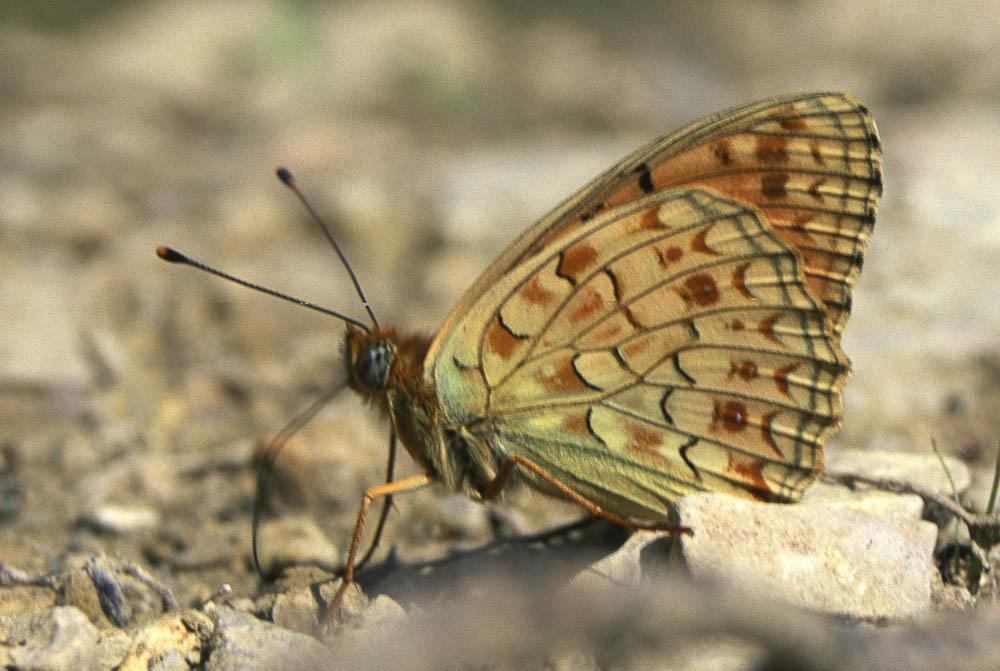 Chiffre (Le) Fabriciana niobe (Linnaeus, 1758)