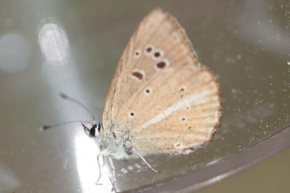 Sablé de la Luzerne (Le), Argus bleu clair (L') Polyommatus dolus (Hübner, 1823)