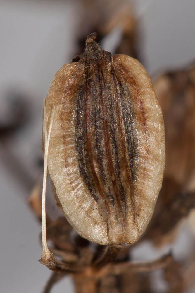 Peucédan d'Alsace Xanthoselinum alsaticum subsp. alsaticum (L.) Schur, 1866