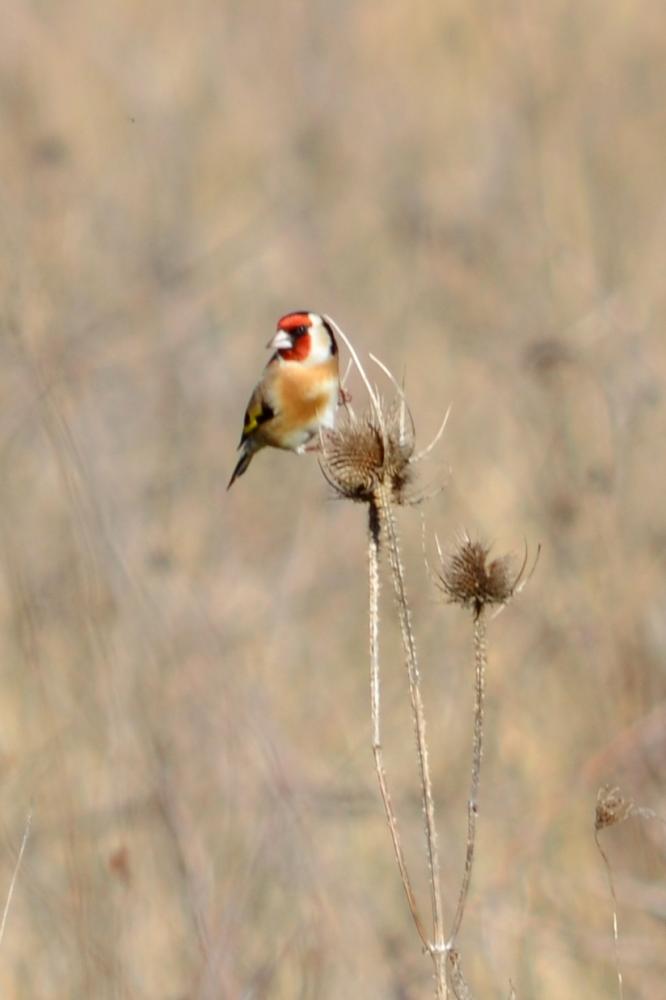 Chardonneret élégant Carduelis carduelis (Linnaeus, 1758)