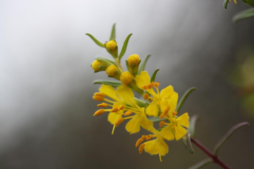 Euphraise jaune, Odontitès jaune Odontites luteus (L.) Clairv., 1811