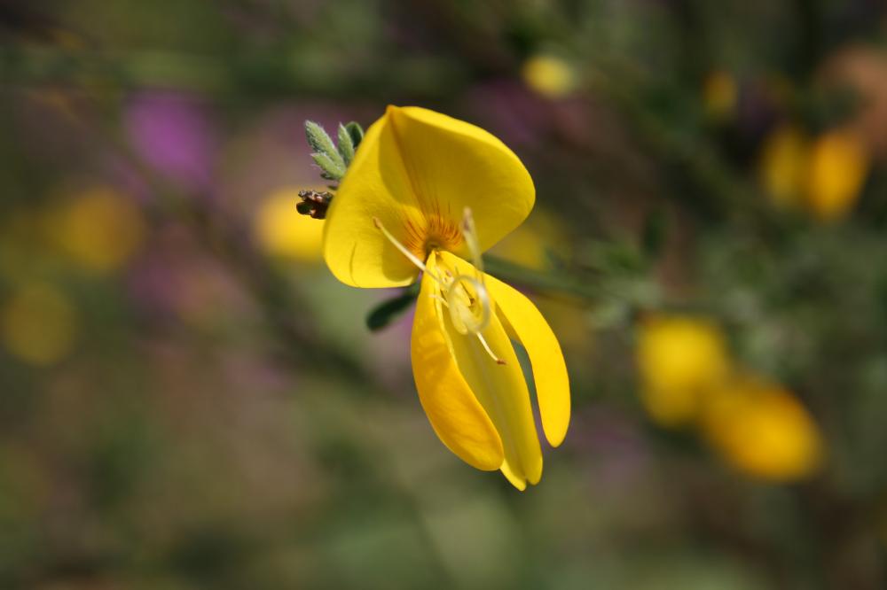 Genêt à balai, Juniesse Cytisus scoparius (L.) Link, 1822