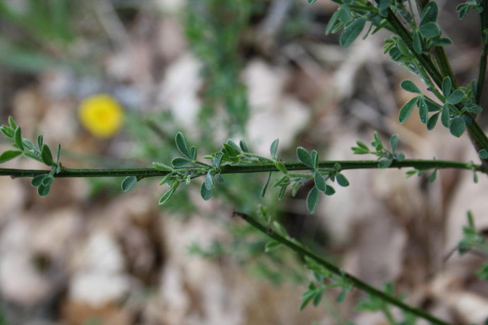 Genêt à balai, Juniesse Cytisus scoparius (L.) Link, 1822