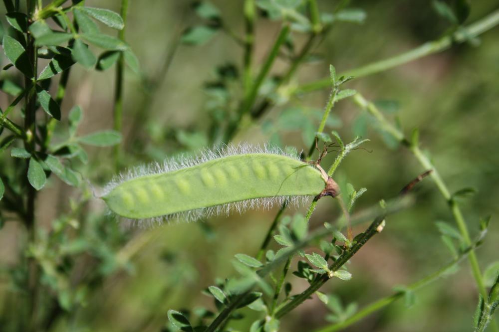 Genêt à balai, Juniesse Cytisus scoparius (L.) Link, 1822