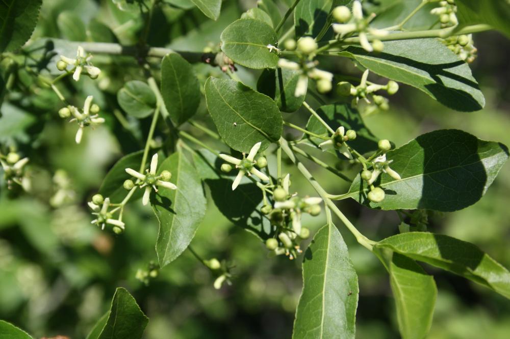 Bonnet-d'évêque Euonymus europaeus L., 1753