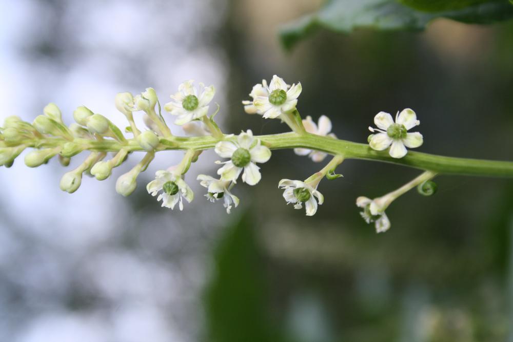 Raisin d'Amérique, Phytolaque américaine Phytolacca americana L., 1753