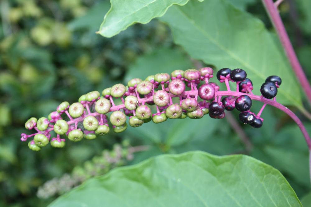 Raisin d'Amérique, Phytolaque américaine Phytolacca americana L., 1753