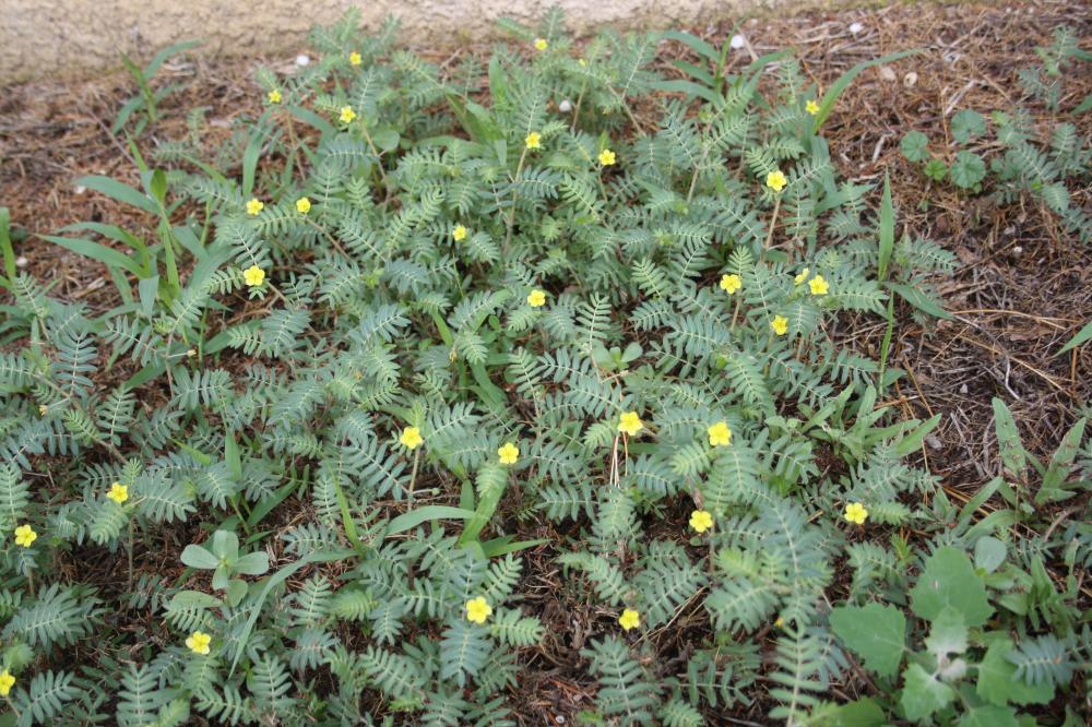 Croix de Malte, Tribule terrestre Tribulus terrestris L., 1753