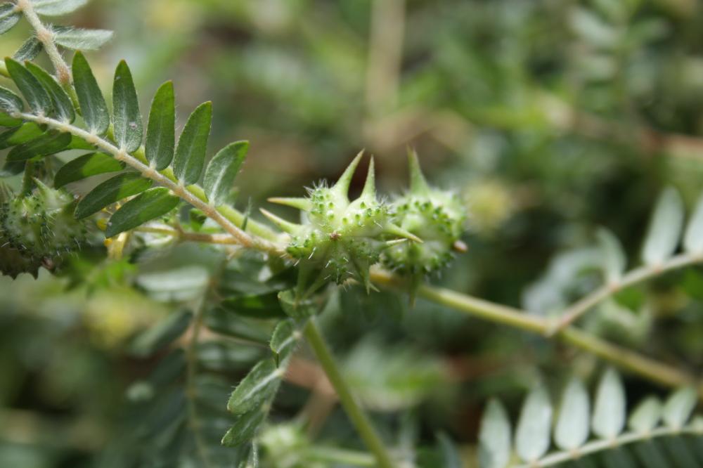 Croix de Malte, Tribule terrestre Tribulus terrestris L., 1753