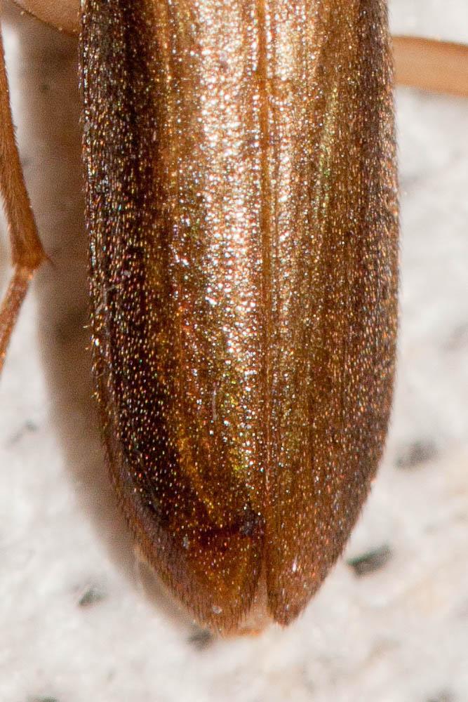  Nacerdes raymondi (Mulsant & Godart, 1860)