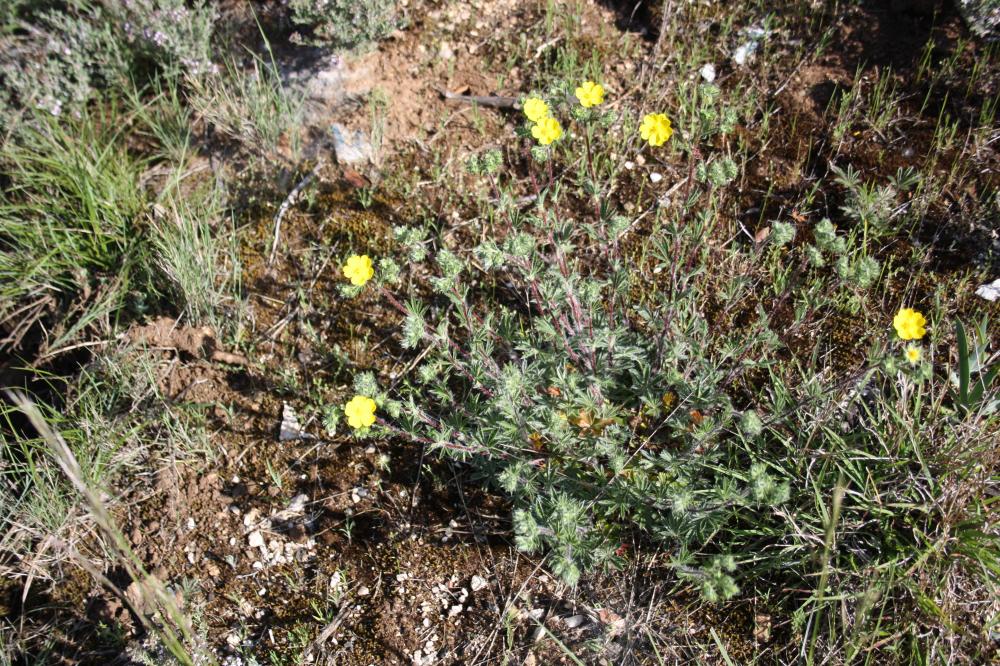 Potentille velue Potentilla hirta L., 1753