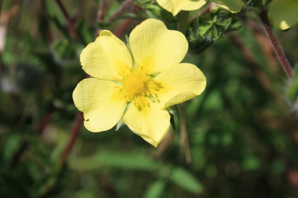 Potentille dressée, Potentille droite Potentilla recta L., 1753