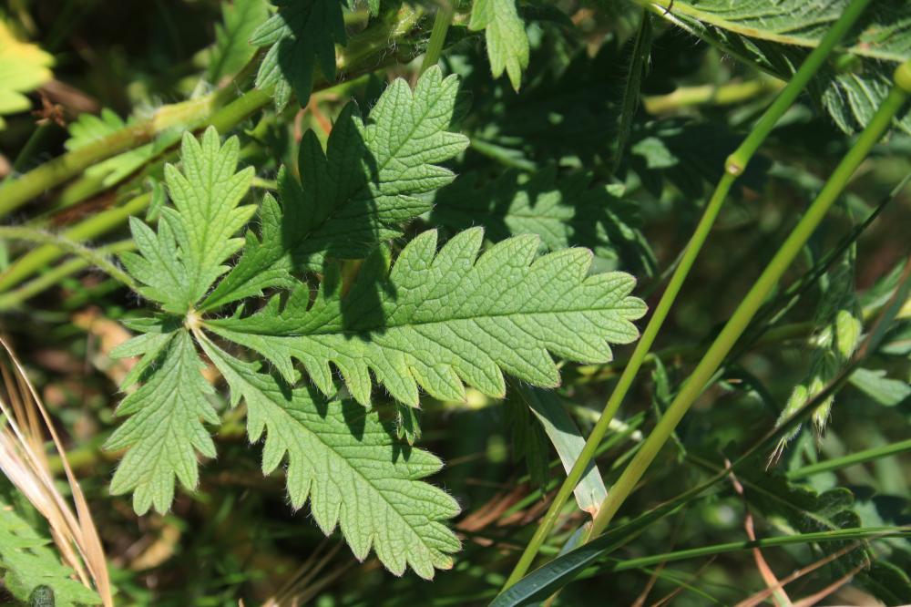 Potentille dressée, Potentille droite Potentilla recta L., 1753