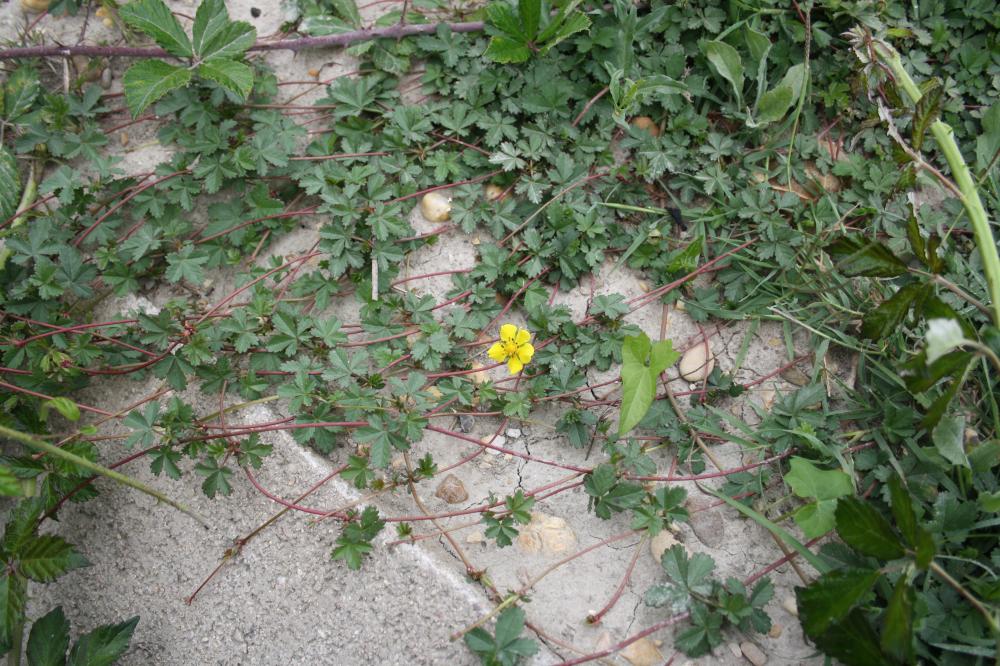 Potentille rampante, Quintefeuille Potentilla reptans L., 1753