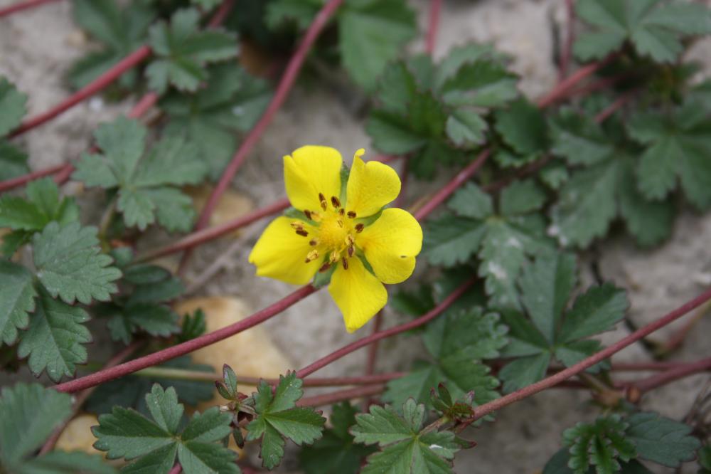 Potentille rampante, Quintefeuille Potentilla reptans L., 1753