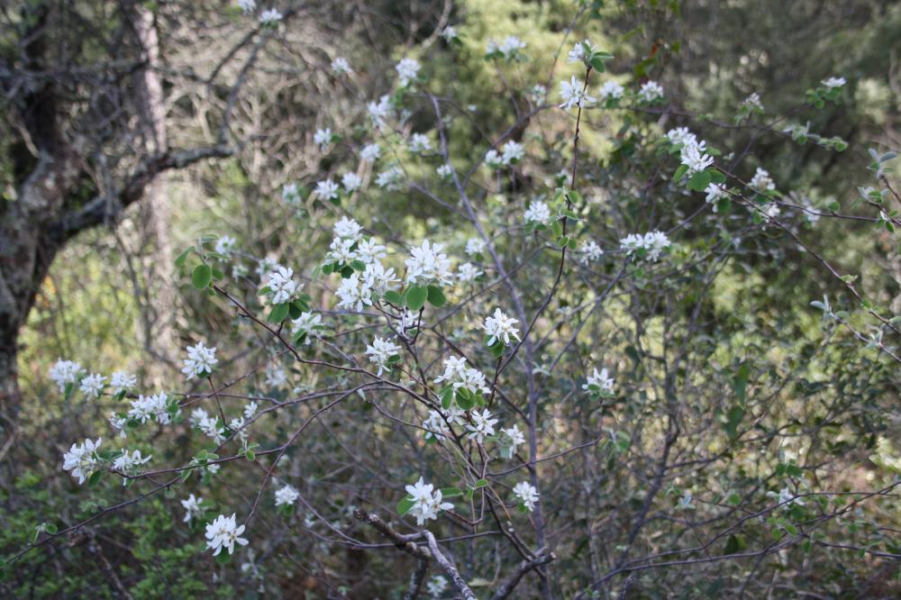 Amélanchier Amelanchier ovalis Medik., 1793