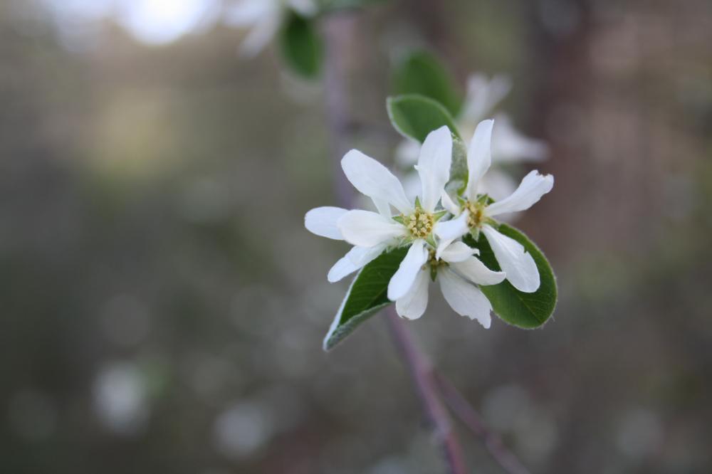 Amélanchier Amelanchier ovalis Medik., 1793