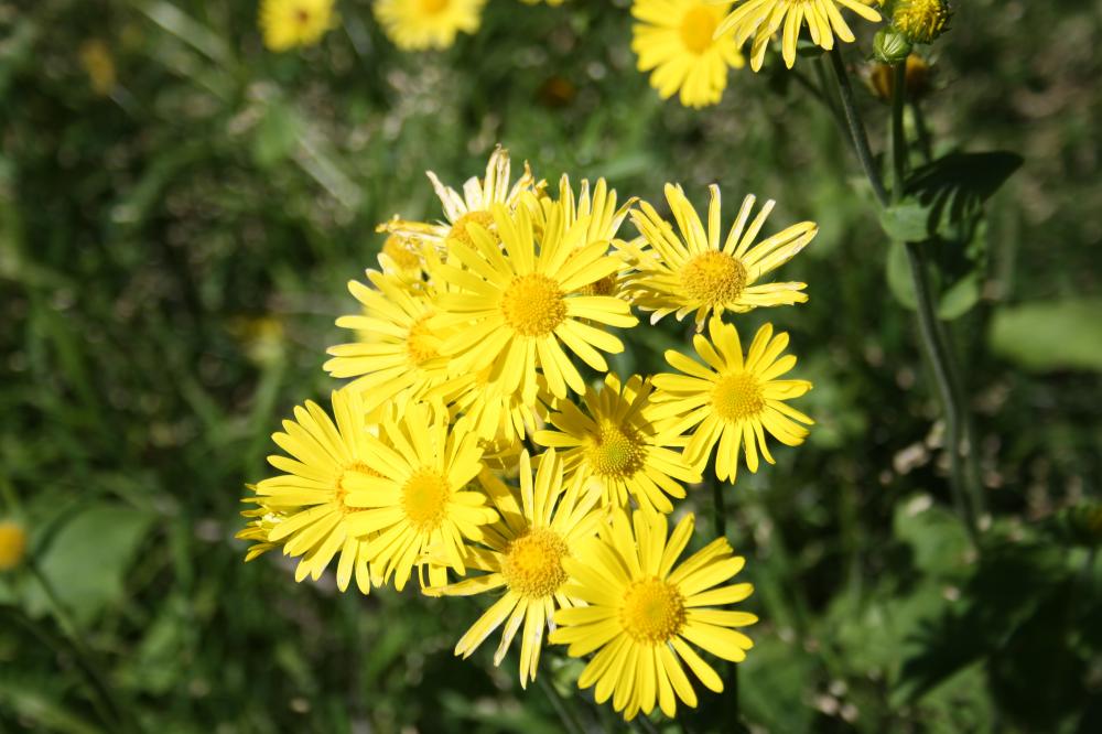 Doronic d'Autriche, Doronique Doronicum austriacum Jacq., 1774