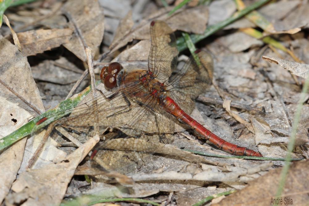 Sympétrum fascié (Le) Sympetrum striolatum (Charpentier, 1840)