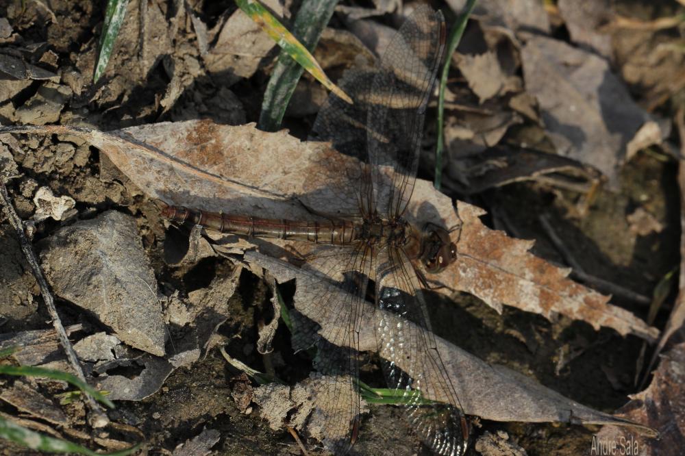 Sympétrum fascié (Le) Sympetrum striolatum (Charpentier, 1840)
