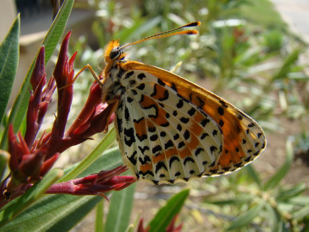 Mélitée orangée (La), Damier orangé (Le), Diane (L Melitaea didyma (Esper, 1778)