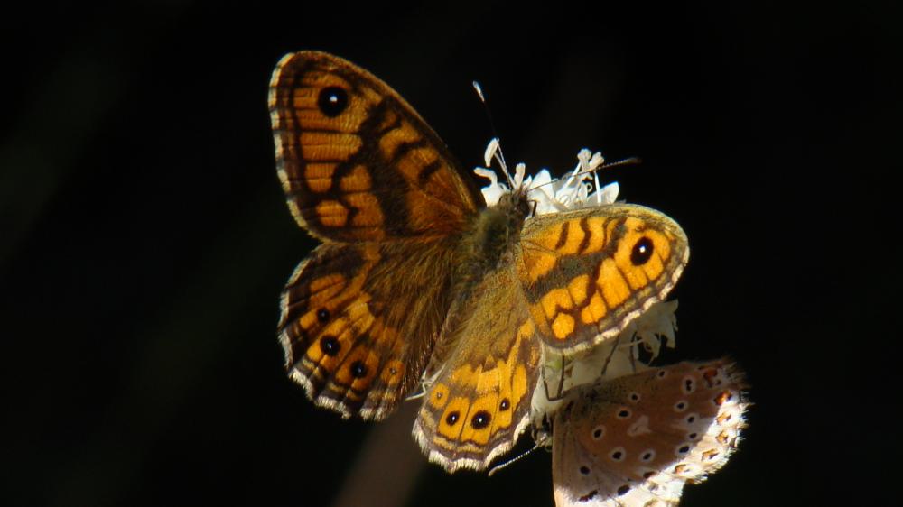 Mégère (La), Satyre (Le) Lasiommata megera (Linnaeus, 1767)