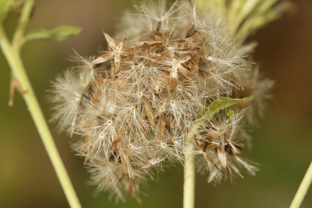 Eupatoire à feuilles de chanvre, Chanvre d'eau Eupatorium cannabinum L., 1753