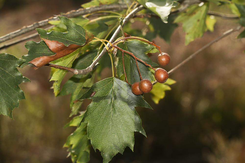 Alisier des bois, Alisier torminal, Alouchier Sorbus torminalis (L.) Crantz, 1763