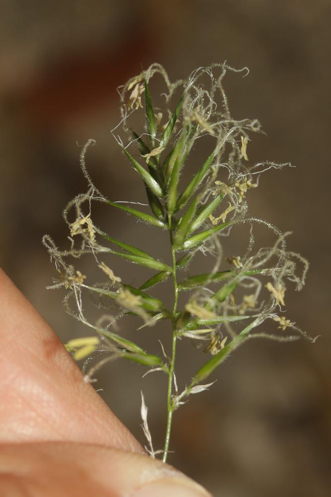 Flouve odorante Anthoxanthum odoratum L., 1753