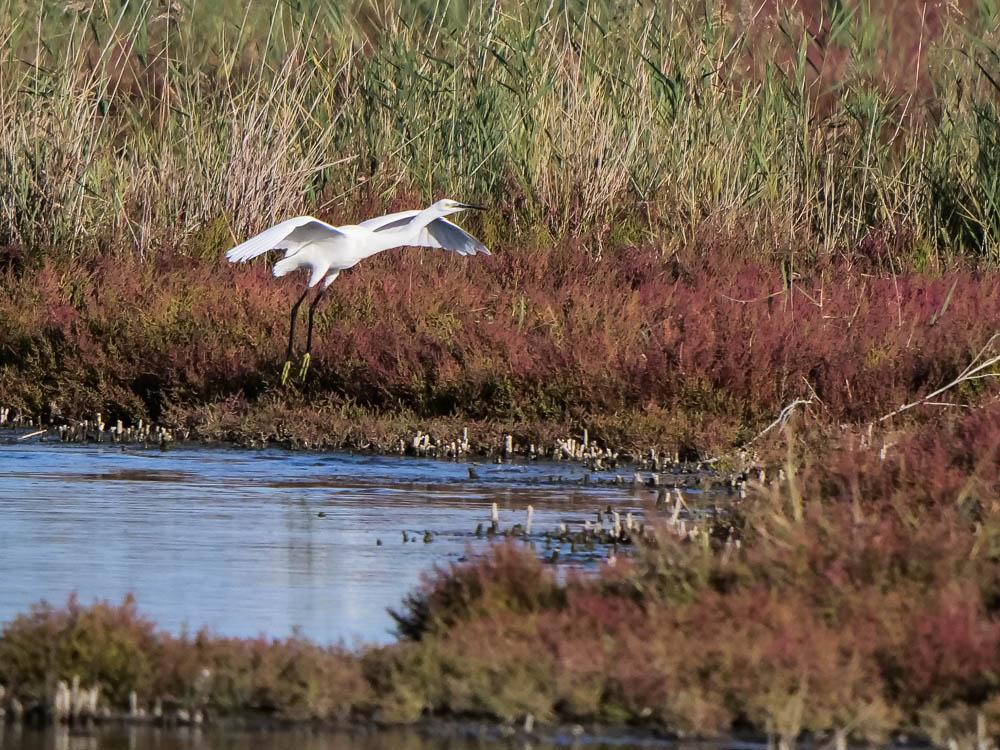 Aigrette garzette Egretta garzetta (Linnaeus, 1766)