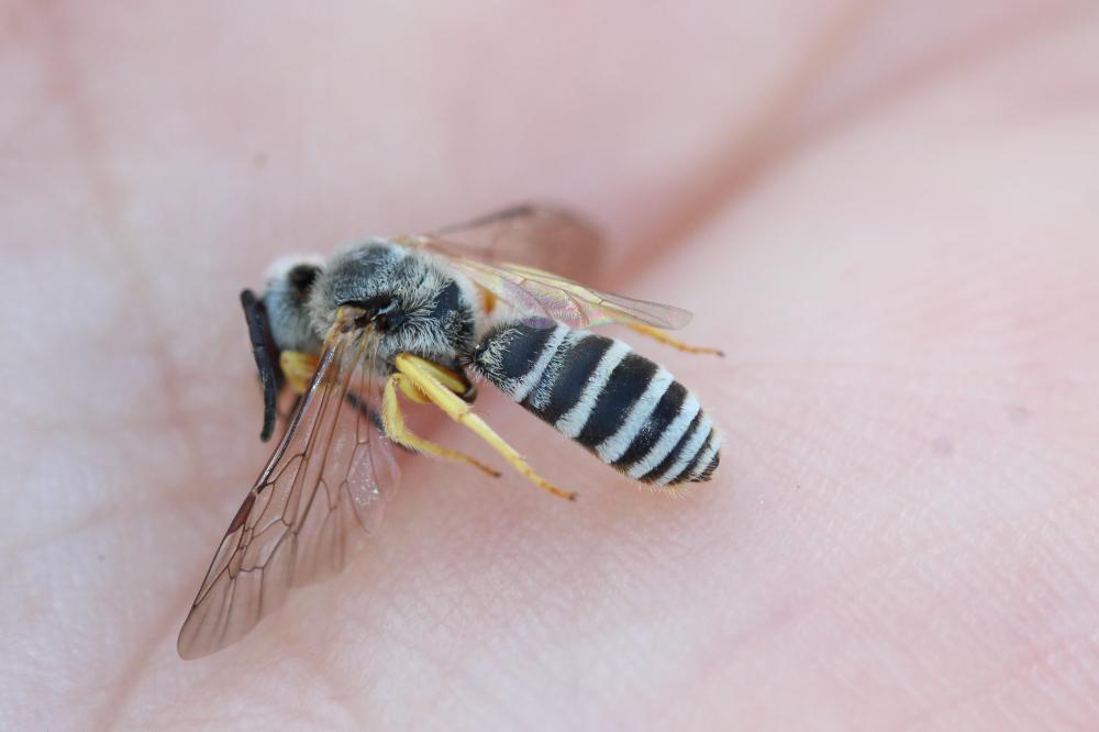 Halictus fulvipes (Klug, 1817)