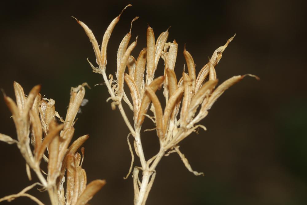Petite centaurée commune, Erythrée Centaurium erythraea Rafn, 1800