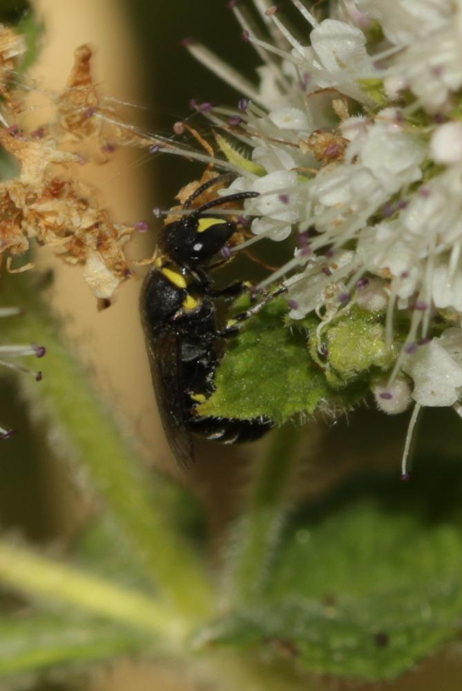 Hylaeus pictus (Smith, 1853)
