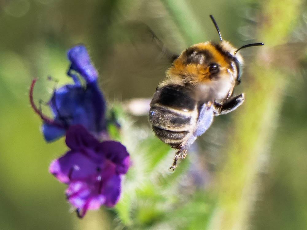 Anthophore cuissarde Anthophora femorata (Olivier, 1789)