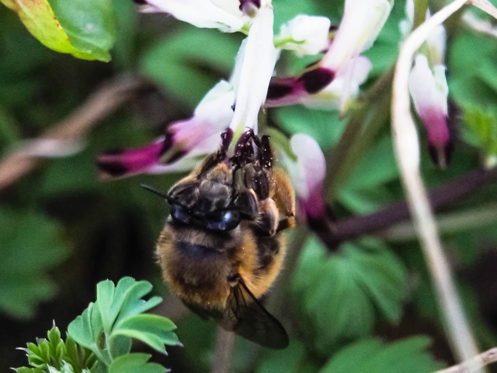 Anthophore commune, Anthophore plumeuse, Anthophor Anthophora plumipes (Pallas, 1772)