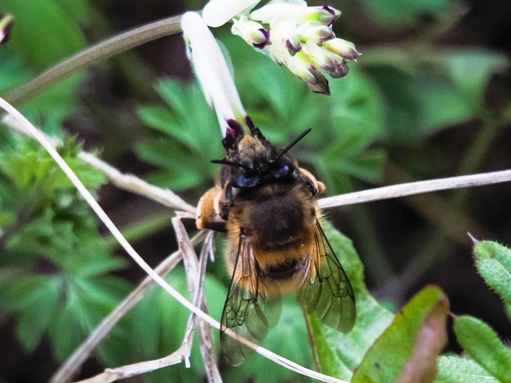 Anthophore commune, Anthophore plumeuse, Anthophor Anthophora plumipes (Pallas, 1772)