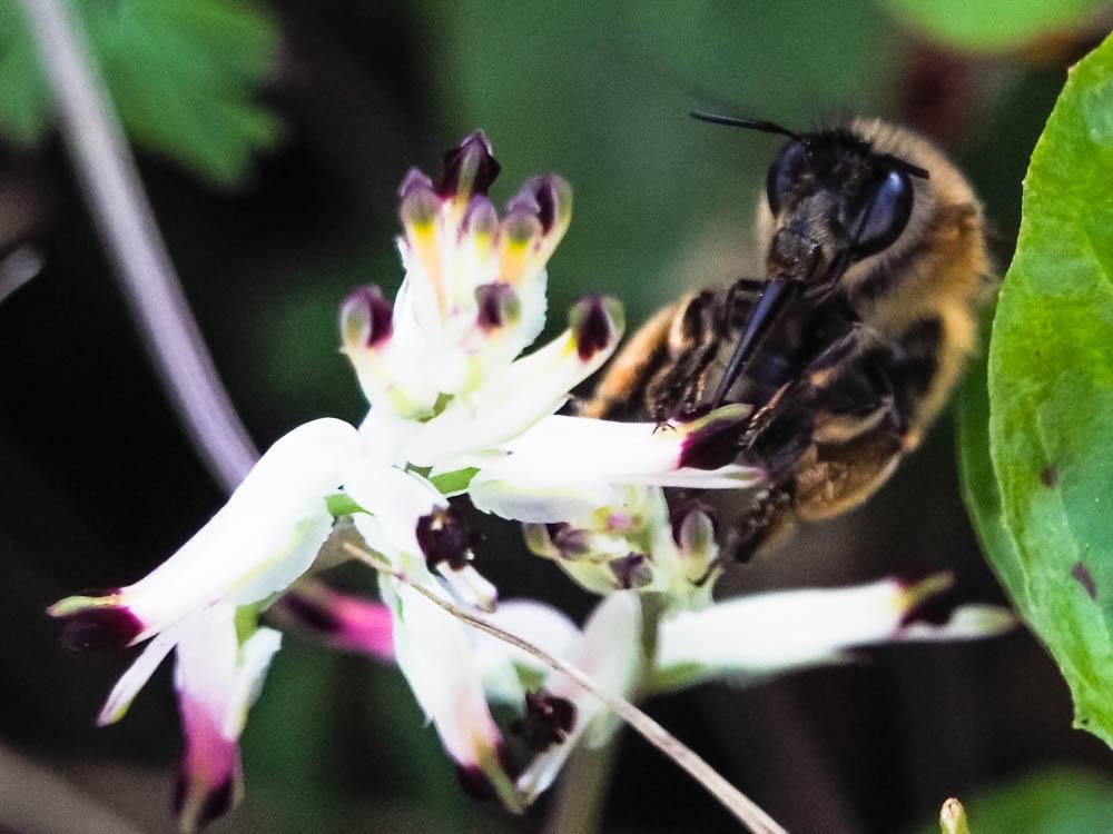 Anthophore commune, Anthophore plumeuse, Anthophor Anthophora plumipes (Pallas, 1772)