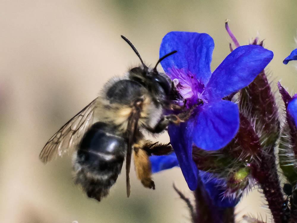 Anthophore commune, Anthophore plumeuse, Anthophor Anthophora plumipes (Pallas, 1772)