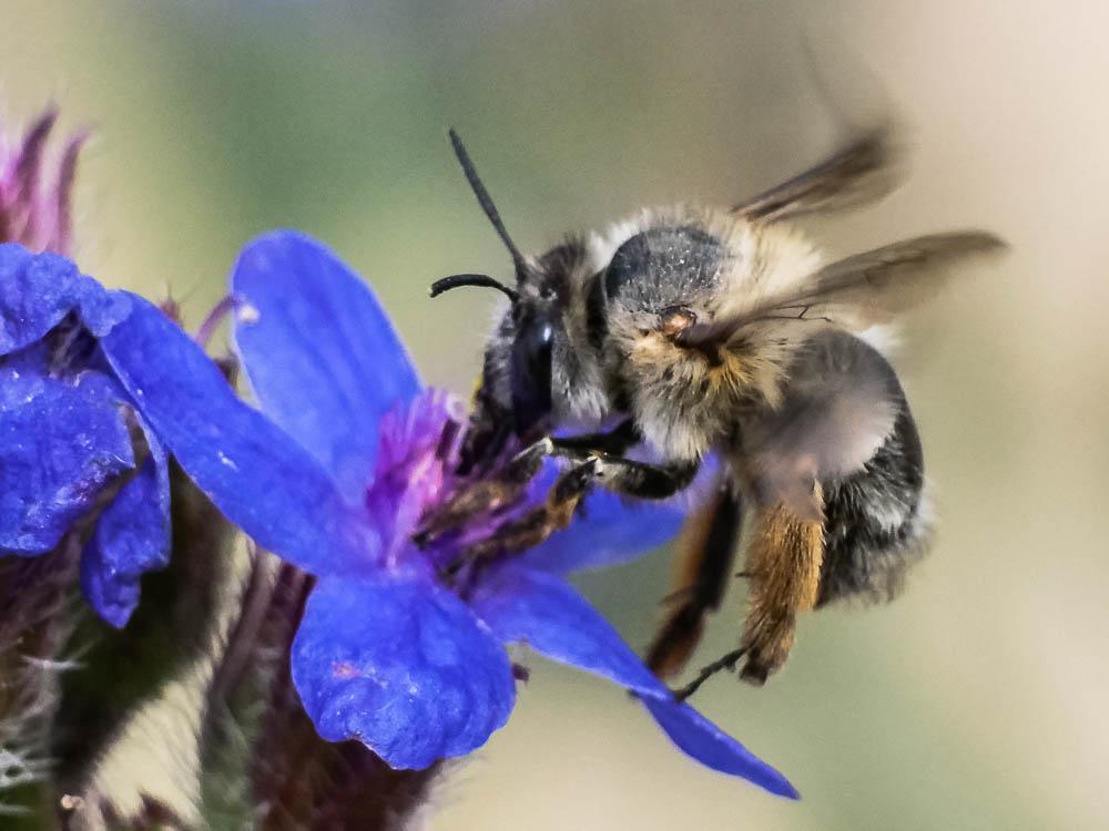 Anthophore commune, Anthophore plumeuse, Anthophor Anthophora plumipes (Pallas, 1772)