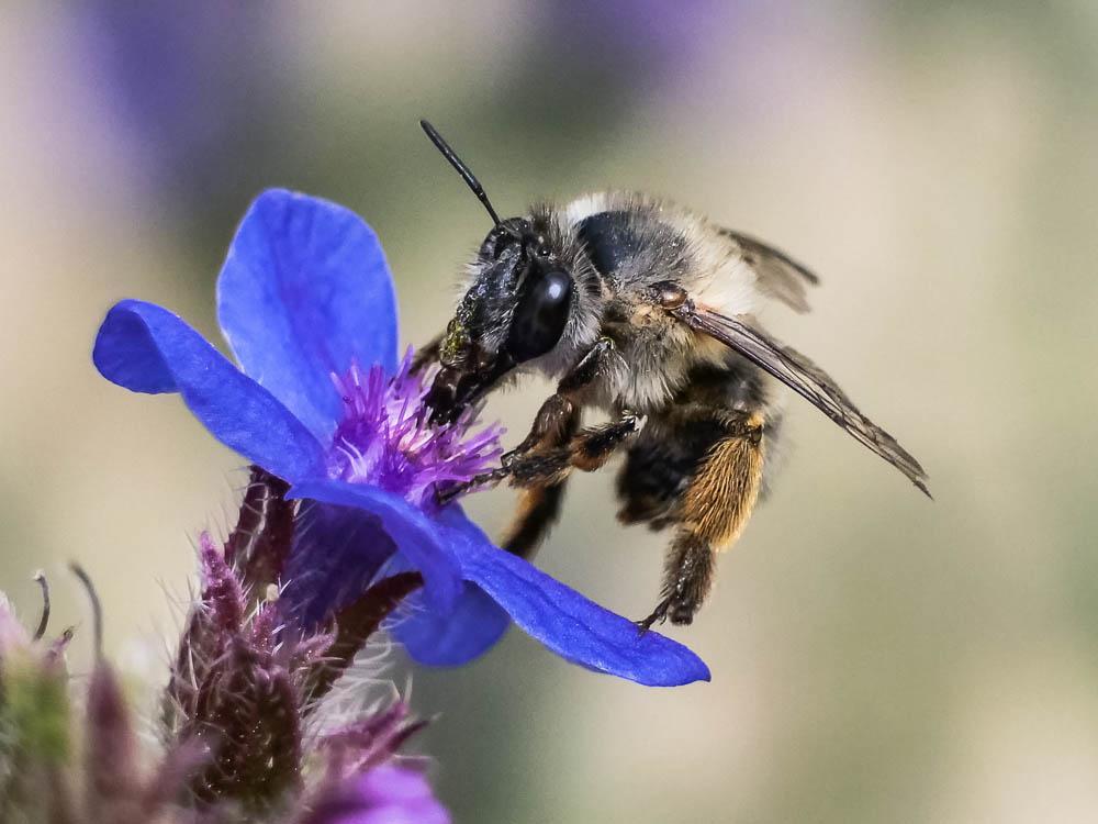 Anthophore commune, Anthophore plumeuse, Anthophor Anthophora plumipes (Pallas, 1772)