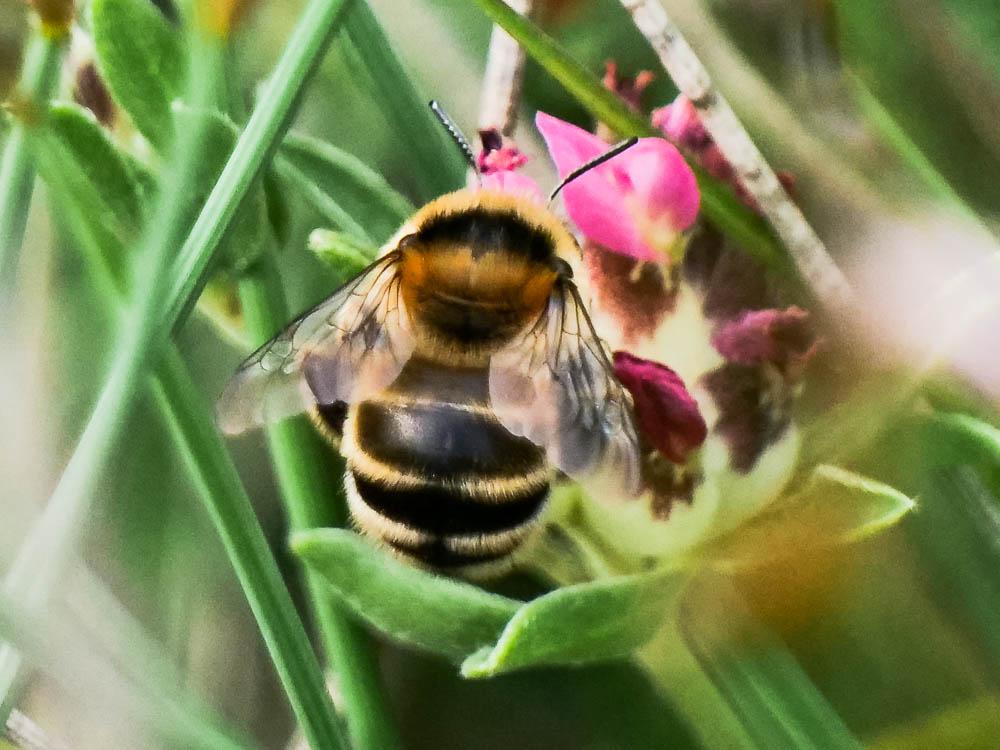 Anthophore estivale Anthophora aestivalis (Panzer, 1801)