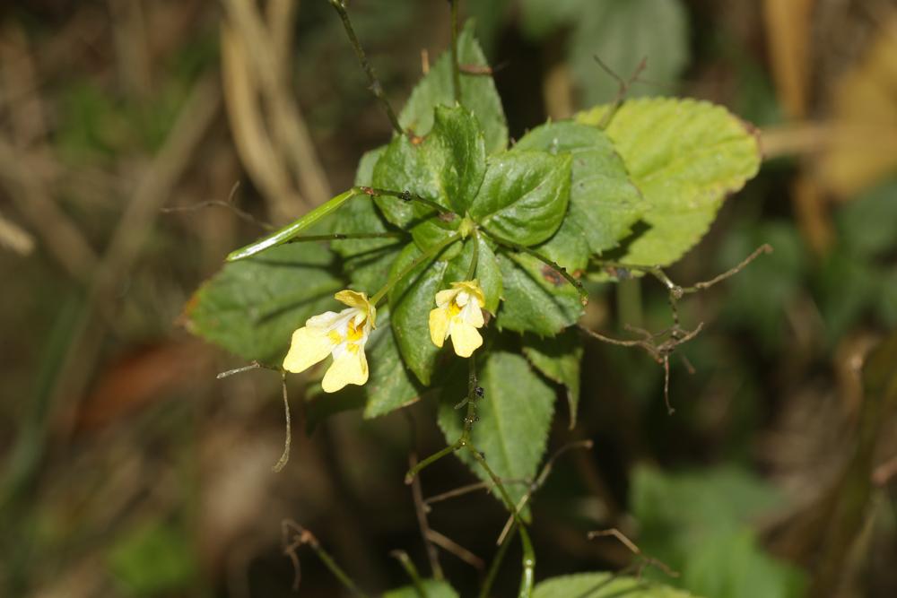 Balsamine à petites fleurs, Impatiente à petites f Impatiens parviflora DC., 1824