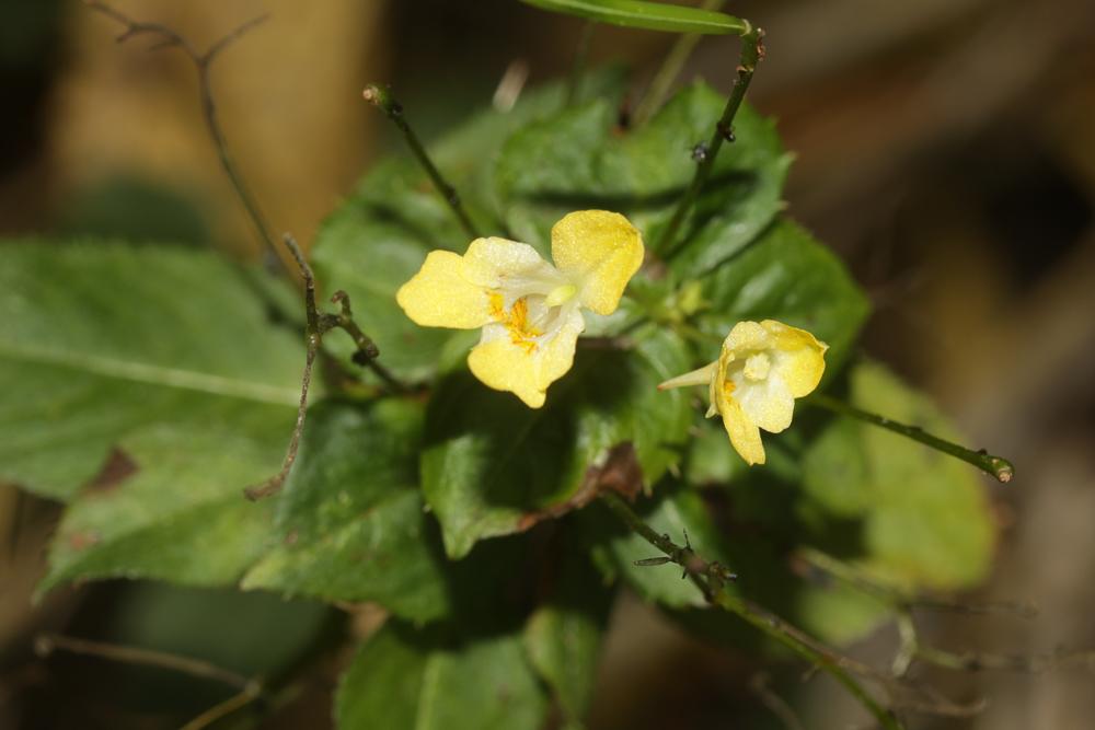 Balsamine à petites fleurs, Impatiente à petites f Impatiens parviflora DC., 1824