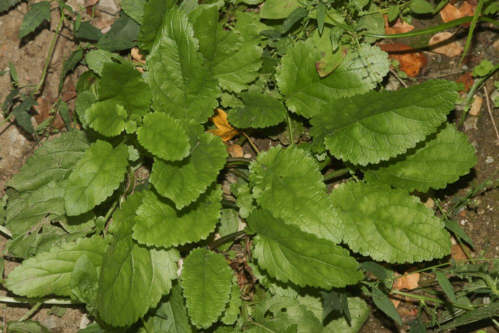 Scrofulaire aquatique, Scrofulaire de Balbis Scrophularia auriculata L., 1753