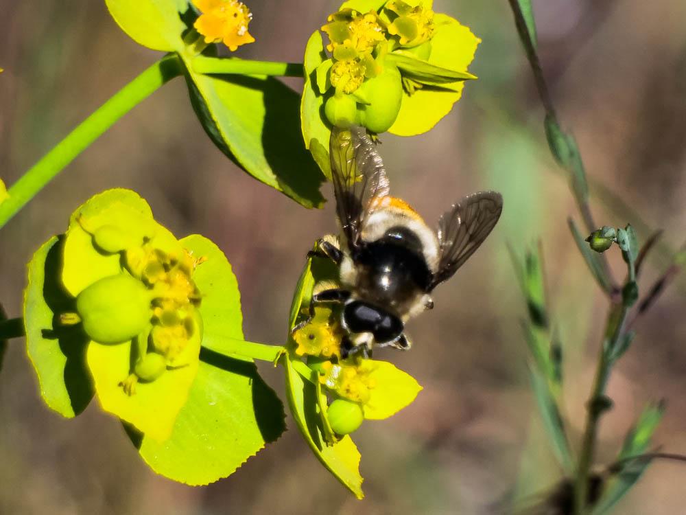  Merodon clavipes (Fabricius, 1781)