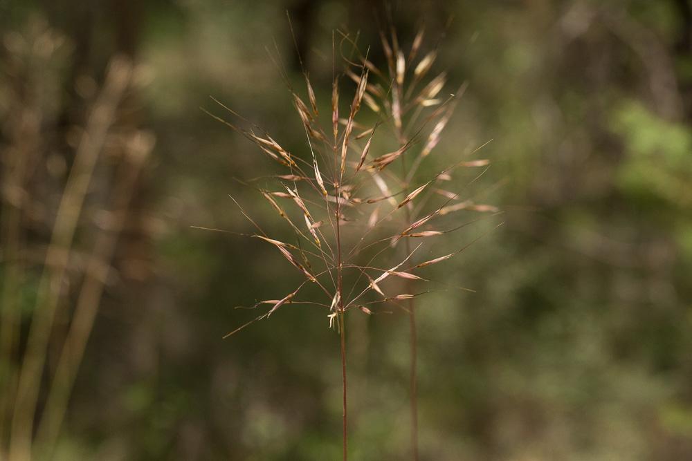 Le Chrysopogon grillon Chrysopogon gryllus (L.) Trin., 1820