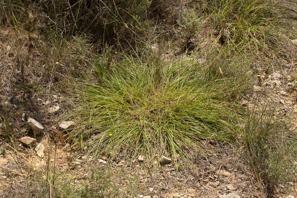 Chrysopogon grillon Chrysopogon gryllus (L.) Trin., 1820