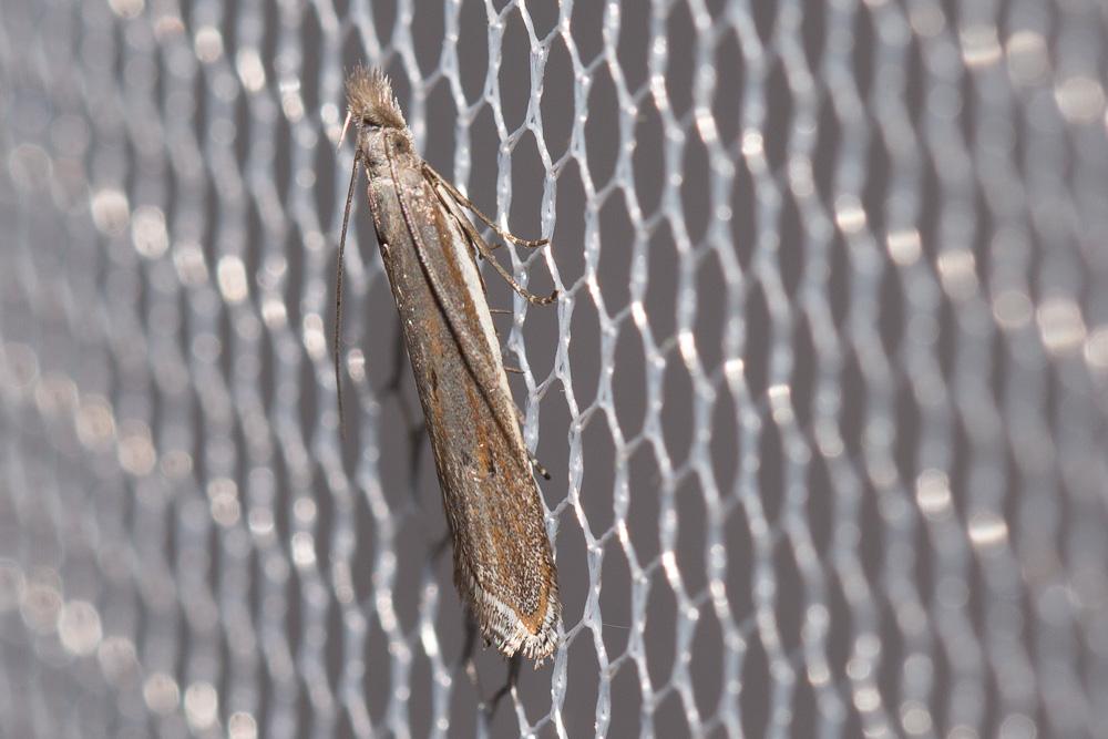  Sophronia semicostella (Hübner, 1813)