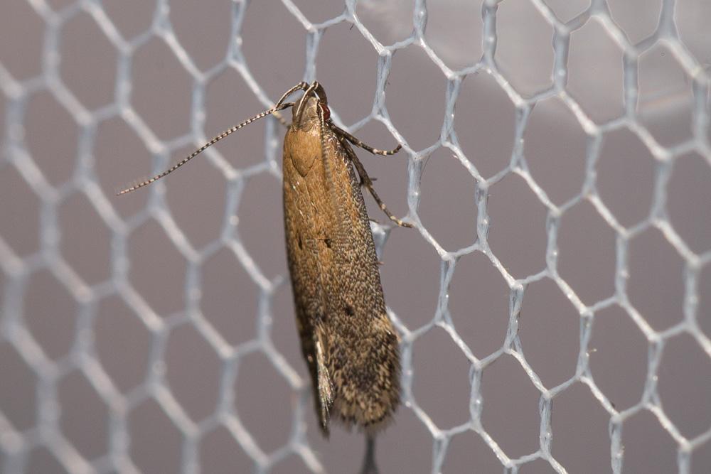Stomopteryx remissella (Zeller, 1847)